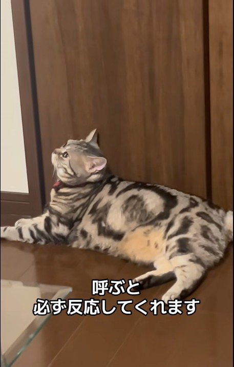 床に寝ている猫
