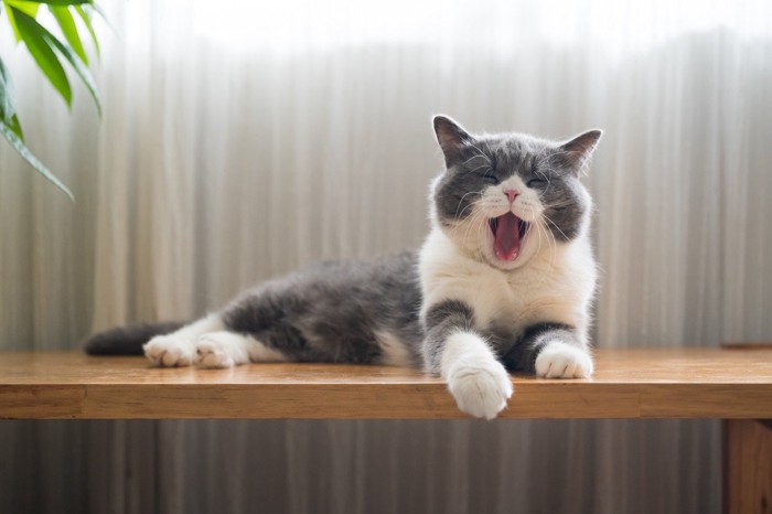 あくびをしている猫