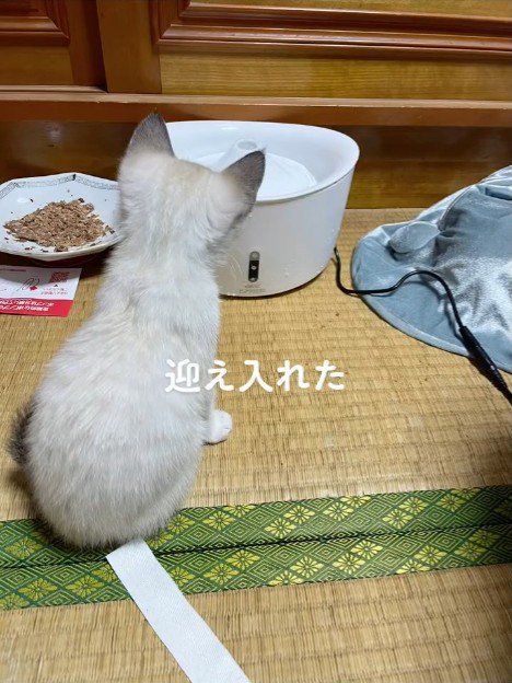 室内で座る子猫の後ろ姿