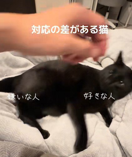 身構える猫
