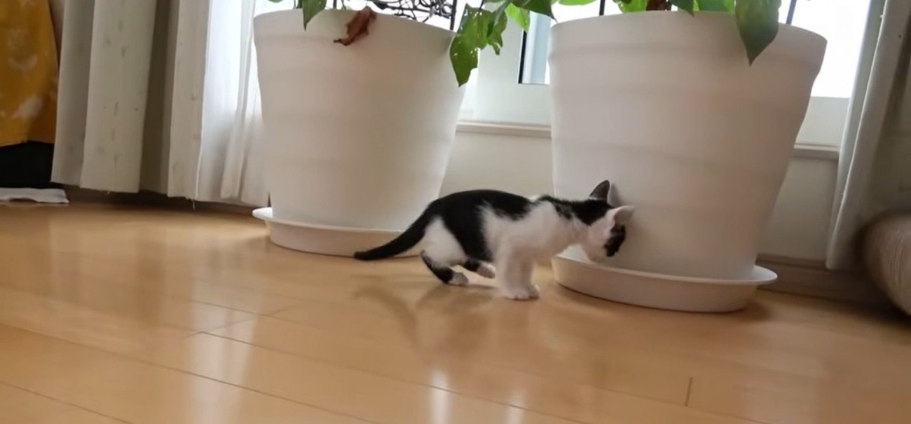 プランターの匂いを嗅いでいる子猫