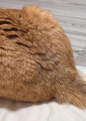 茶色い猫の背中