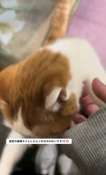 用が済んだねこちゃん