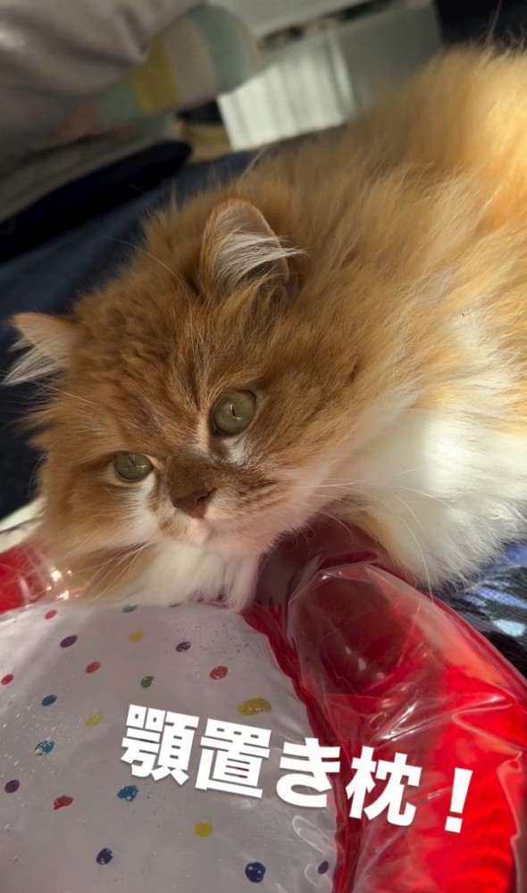 マットに顎を置く猫