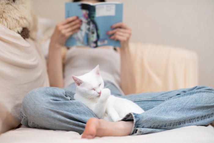 読書をする飼い主の膝で毛づくろいをする猫