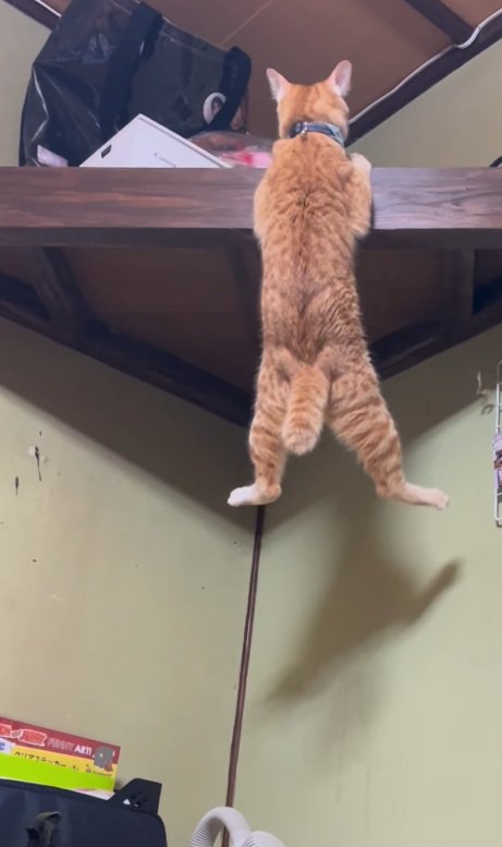 懸垂する猫