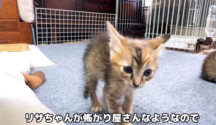 立っている子猫