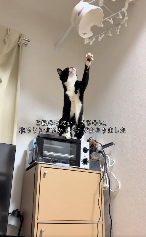 器に向かって左前足を伸ばしている猫