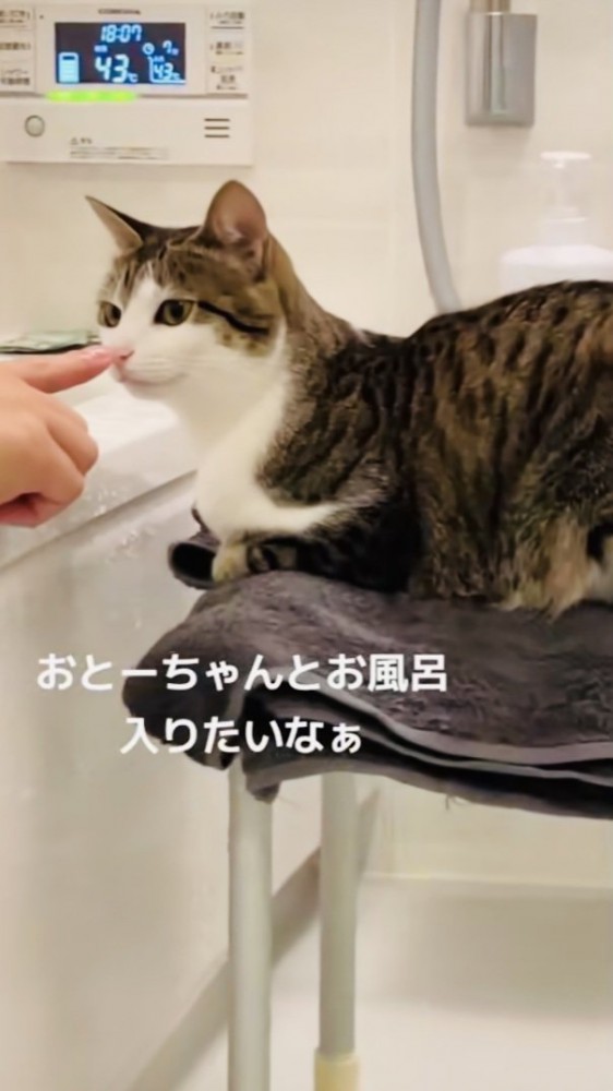 お風呂場でおとーちゃんに鼻ツンされるキジシロ猫