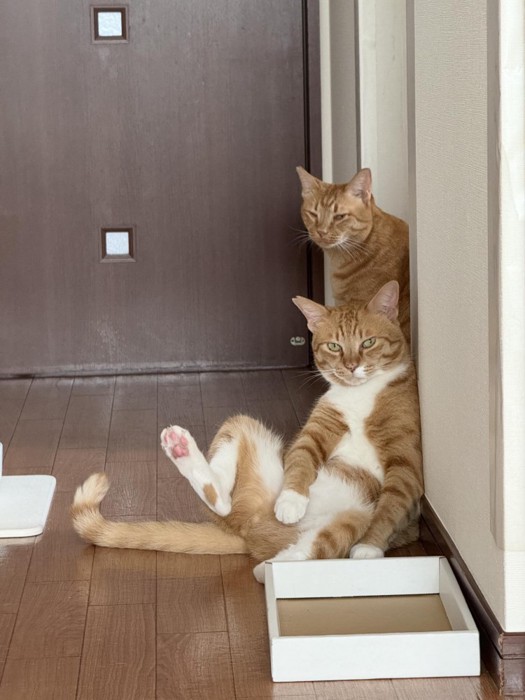 座る猫と後ろにいる猫