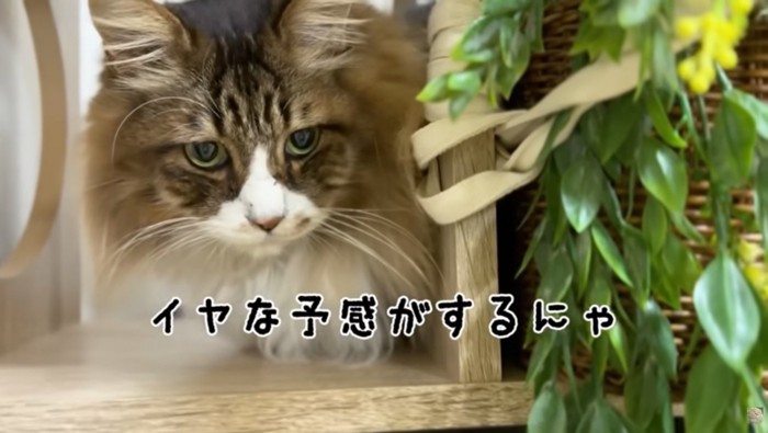 嫌な予感がしているぽこまる