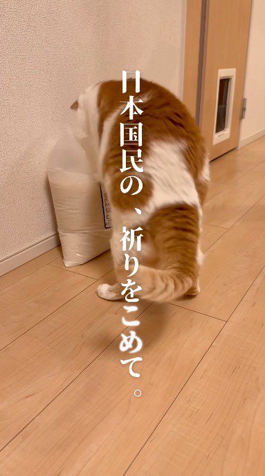 米袋に前足を乗せて体重をかける猫