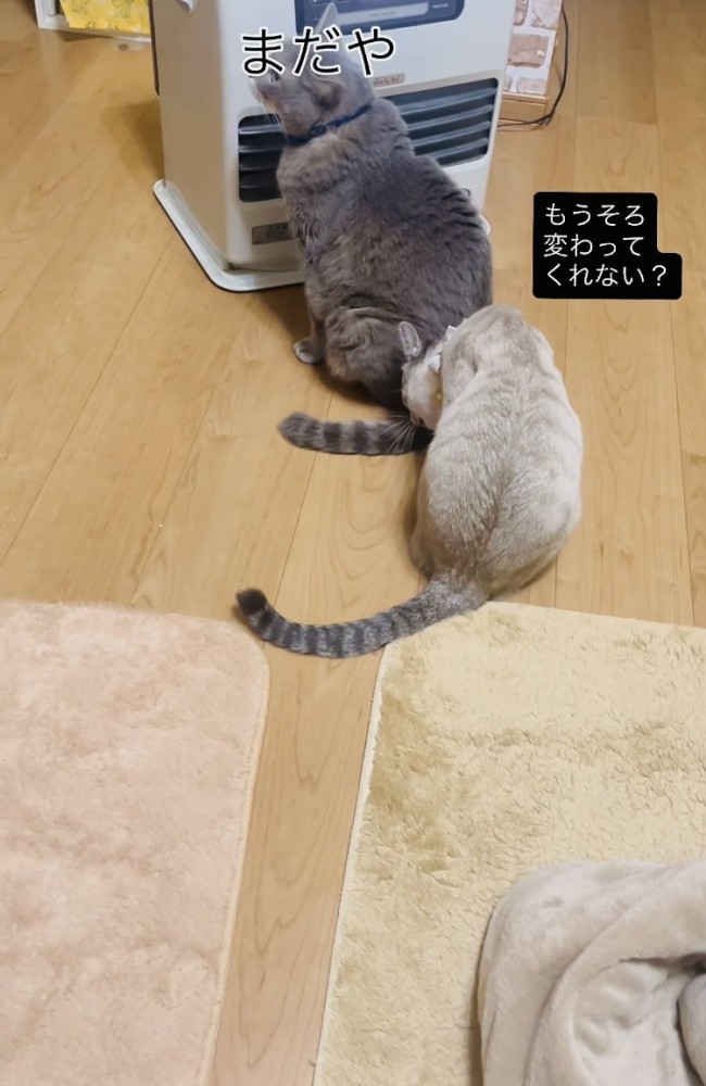 ストーブに並ぶグレートラ猫とシャムトラ猫