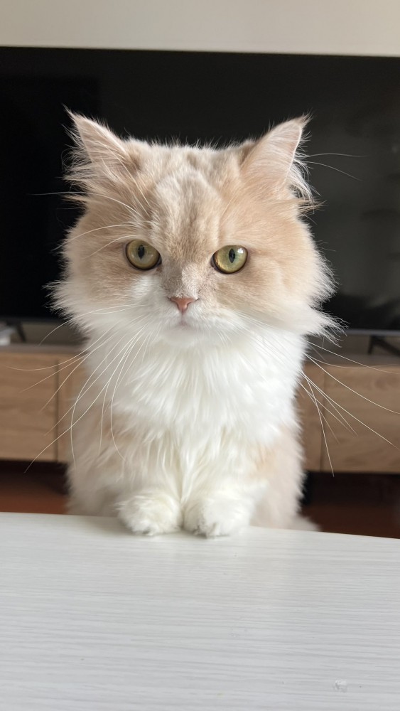 机に手を置く猫