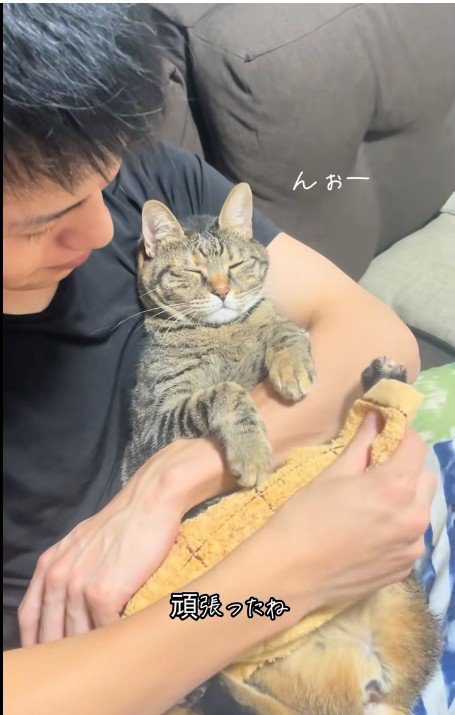 人に抱かれている猫