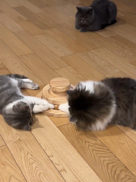 ボールを触る2匹の猫