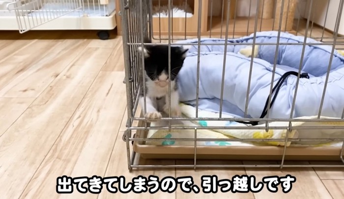 ケージから抜け出そうとする子猫