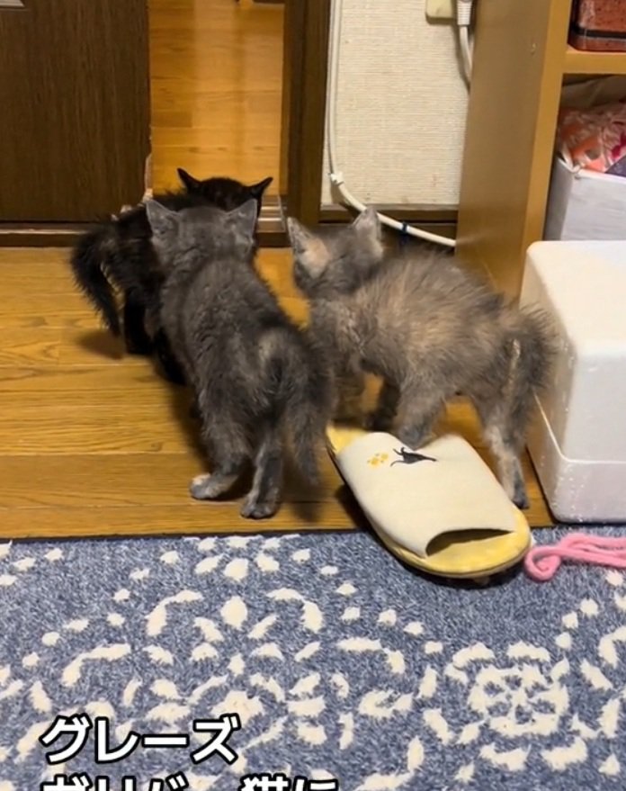 同じポーズで固まる3匹の子猫