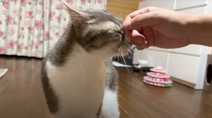 投稿者に頭を撫でられて目を細める猫