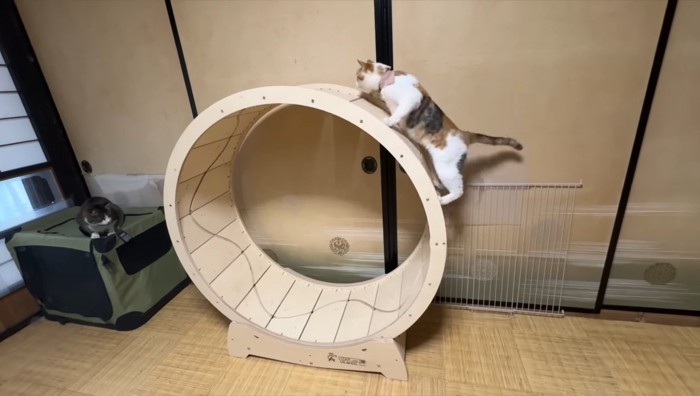 ホイールの外側に飛び乗るすずちゃん