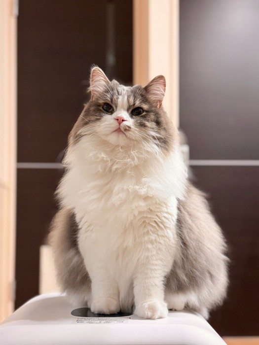 おすわりする猫