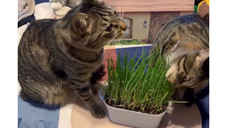 猫草を食べている猫