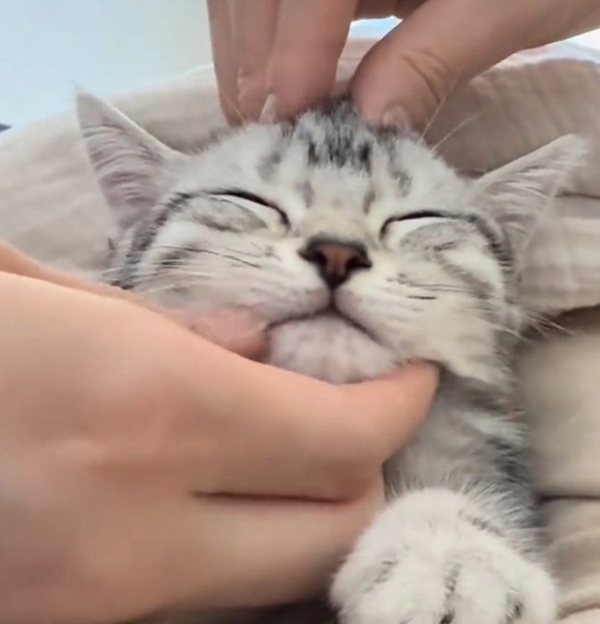 気持ちよさそうな猫