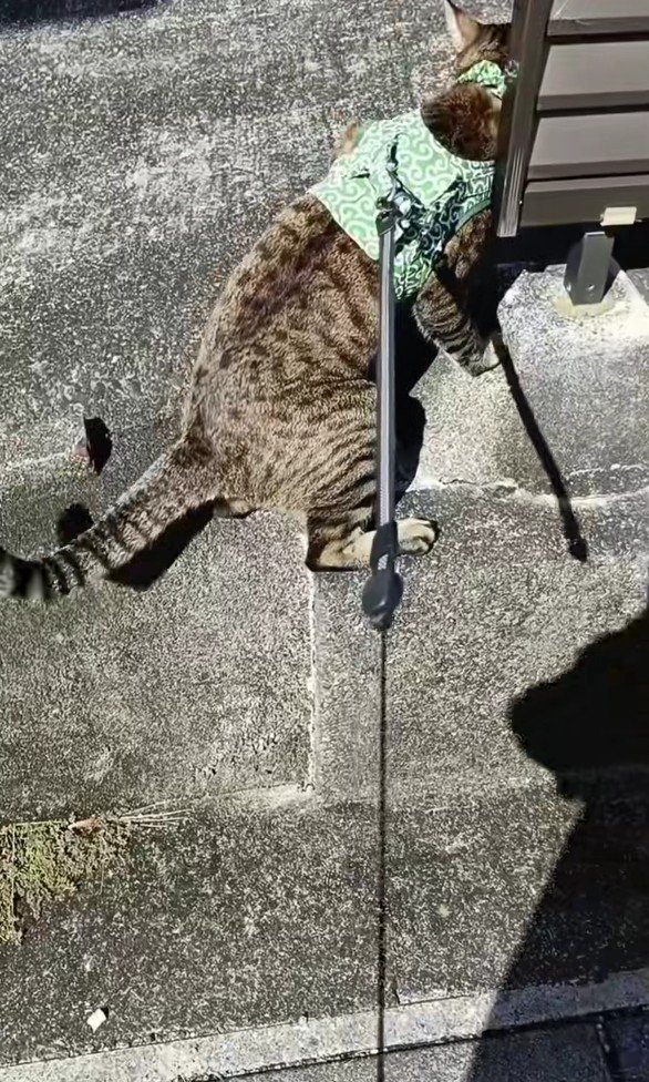 人の家に入ろうとするトロロくん