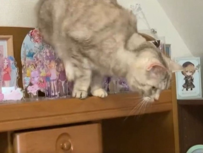 アクリルスタンドが並ぶ棚の上からジャンプする猫