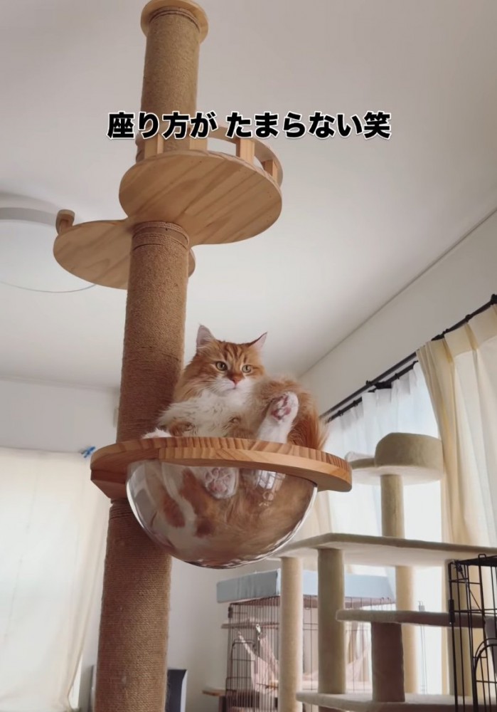 ボウルに座る猫3
