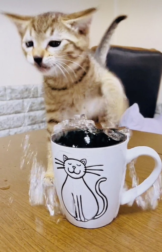 コップの中の水にパンチする子猫