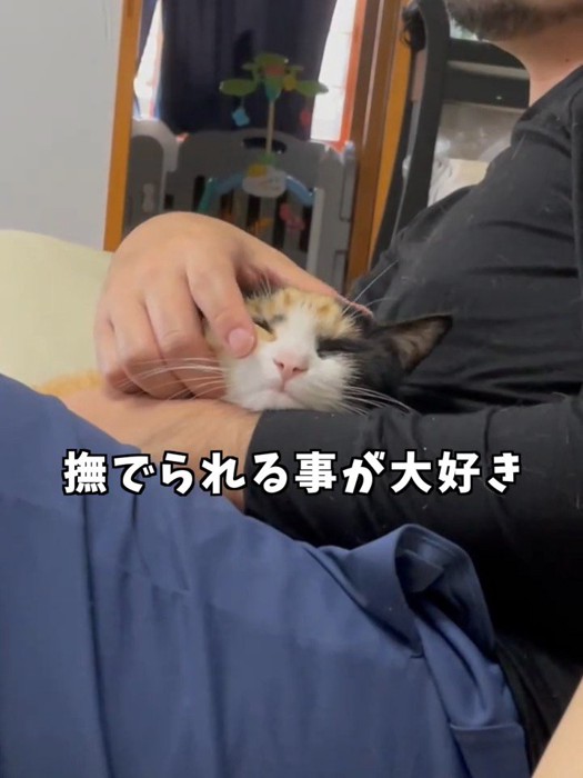 抱っこされなでられる猫
