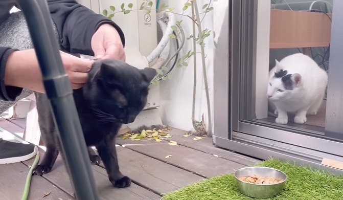 首輪をつけられる黒猫