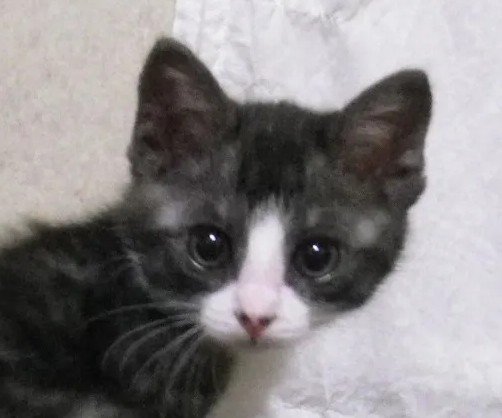 子猫時代のつなちゃん