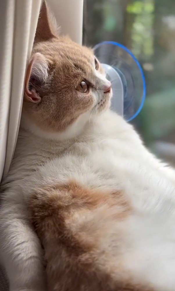 空を見上げる猫(アップ)