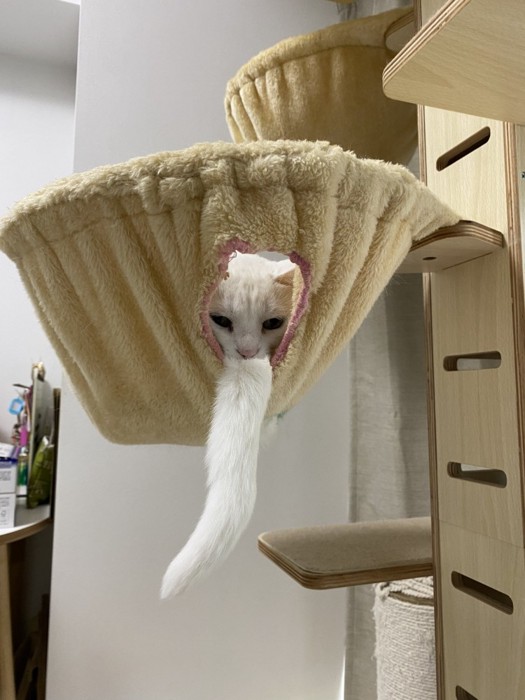 しっぽをあごひげのようにする猫