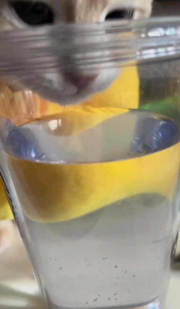 コップに顔をつっこむ猫