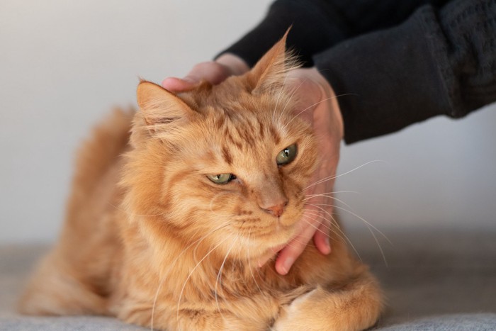 大きな顔・体格の猫