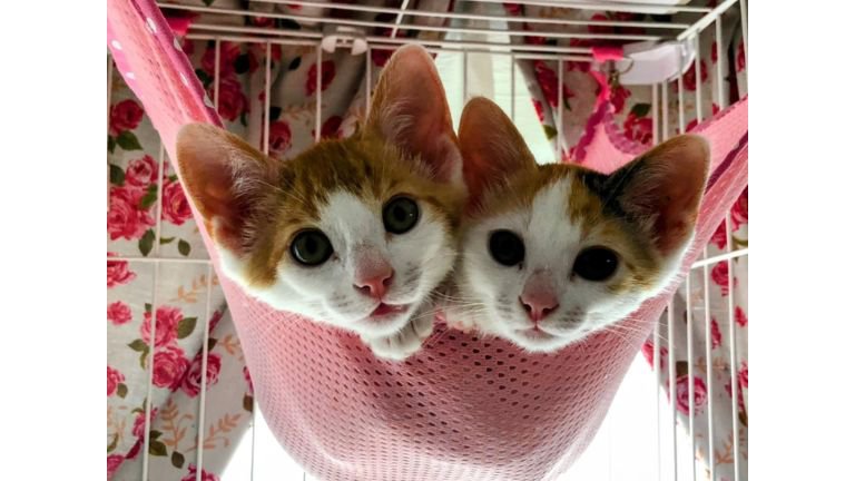 寄り添う猫たち