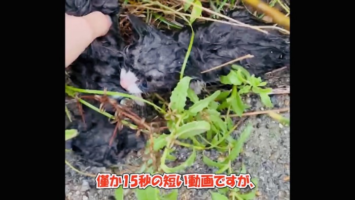 道路脇で雨に降られる2匹の子猫