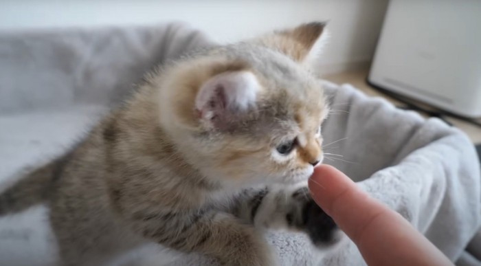 指を嗅ぐ子猫