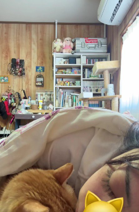 一緒に寝る猫と飼い主