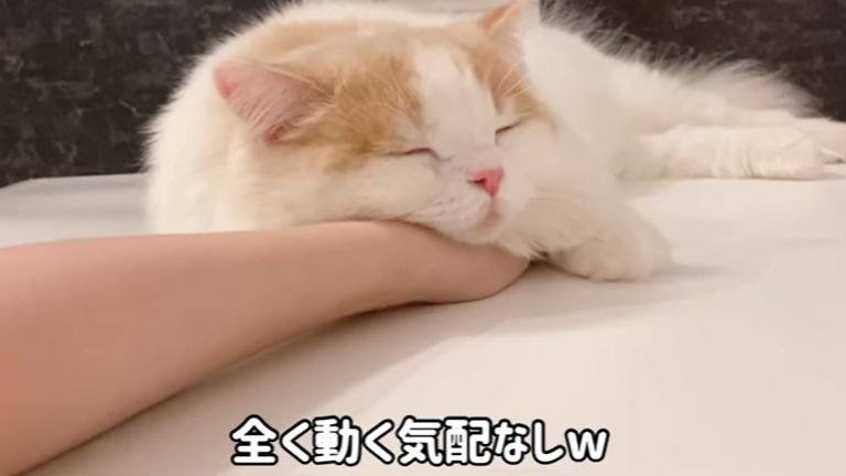 飼い主の腕を抱いて眠る猫