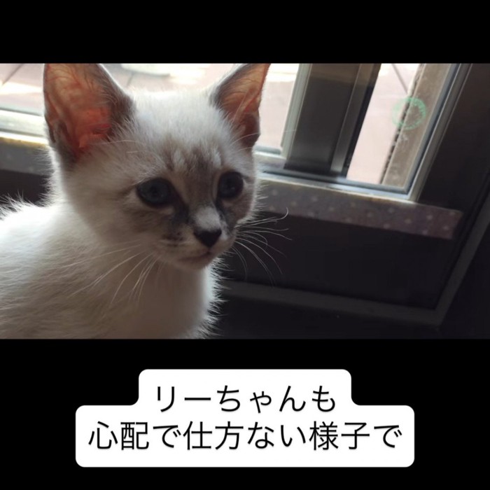 見上げる子猫