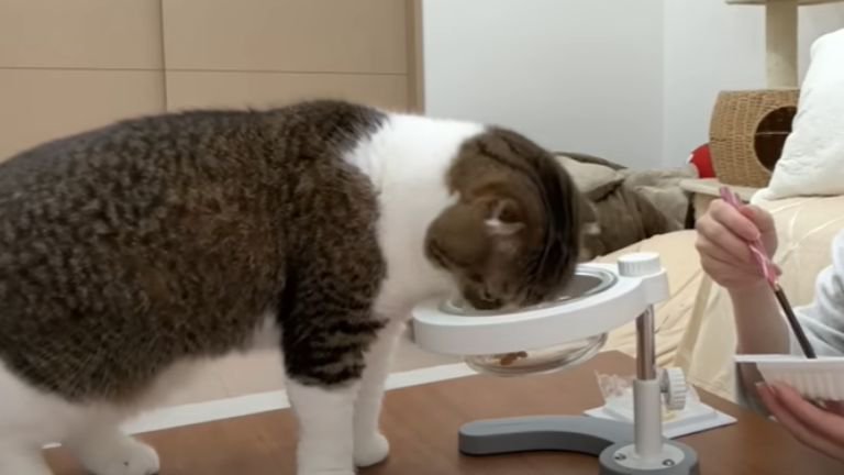 納豆を食べる猫