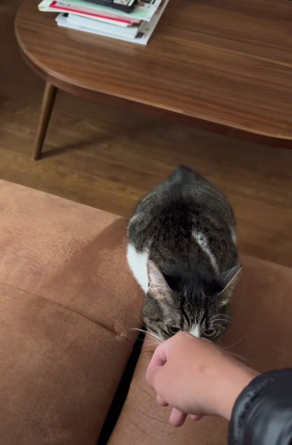 手のにおいを嗅ぐはなちゃん