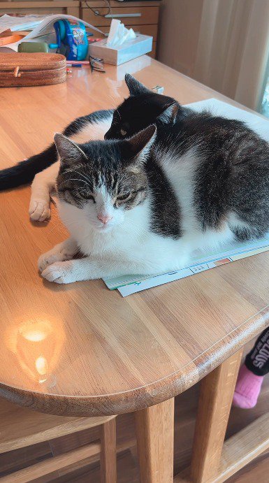 目を伏せるキジ白猫