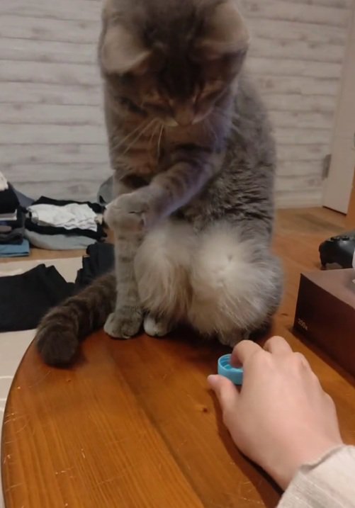 変な座り方の猫