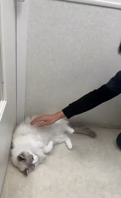 病院内で横になる長毛猫