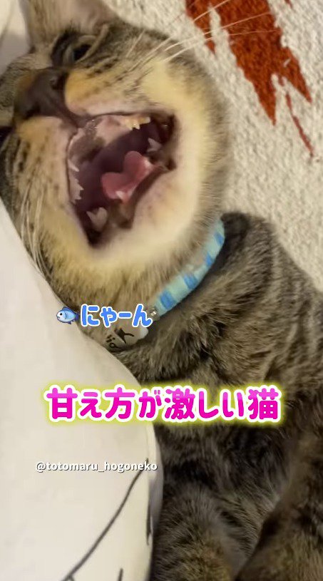 飼い主の隣に横たわって鳴き声をあげる猫